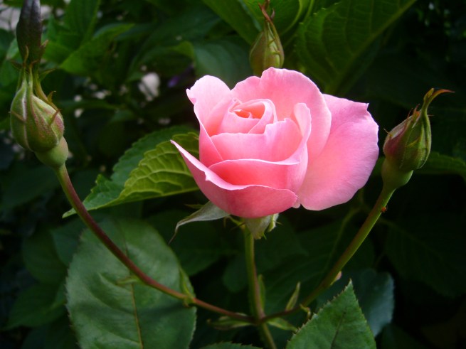 The Beautiful Princess_Kumaon_Himalayas_NS Rajan