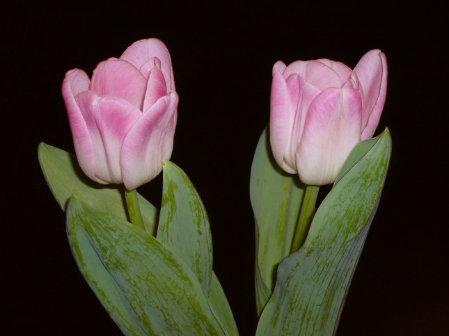 Inseparable_Madrid_NS Rajan