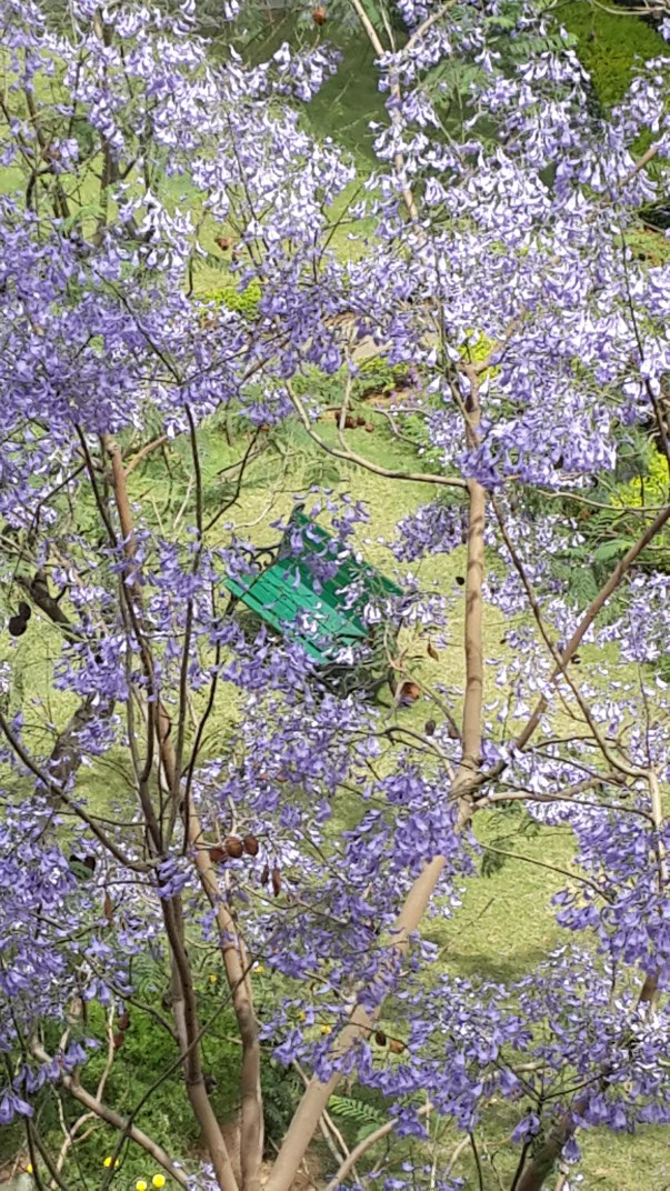 Jacaranda Mimosifolia_NSR